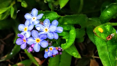 Close-up of flowers blooming outdoors