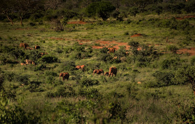 Elephants standing amidst plants on field