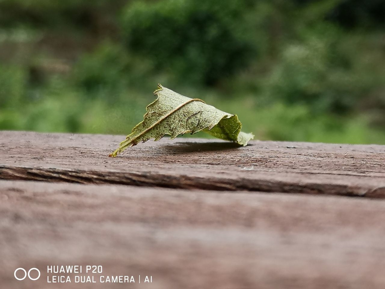 CLOSE-UP OF DRY LEAF ON TABLE AGAINST WALL