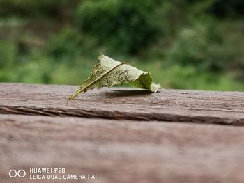 Close-up of dry leaf on table