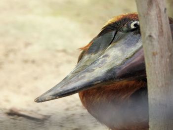 Close-up of bird