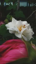 Close-up of white flowers blooming outdoors