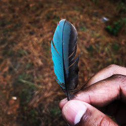 Close-up of hand holding feather