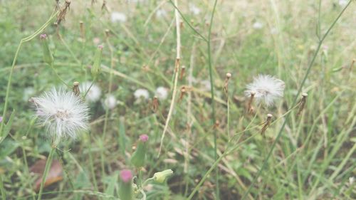 Close-up of white dandelion flower