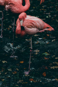 Duck standing in a lake
