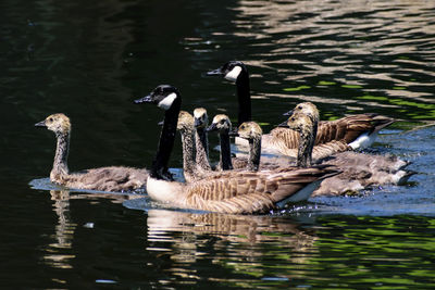 Ducks swimming on lake