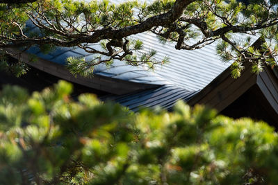 Low angle view of tree by building against sky