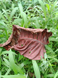 Close-up of fresh green leaves on field