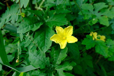 Close-up of yellow flowering plant