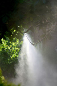 Low angle view of sunlight streaming through trees