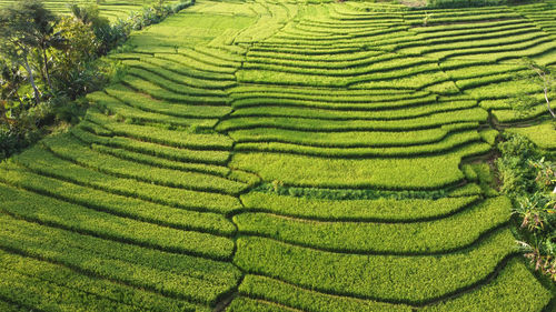 Full frame shot of rice paddy