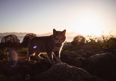 Stray cat portrait againt the setting sun