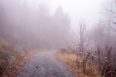 Mountain pathway covered with fallen leaves on a misty autumn day