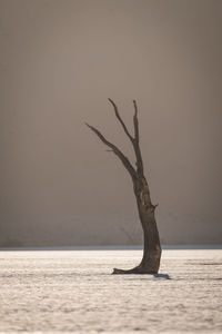 Bare tree by sea against sky