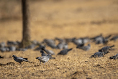Pigeons on a field