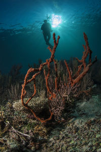 Close-up of coral underwater