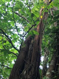 Low angle view of trees in forest