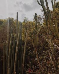 Close-up of plants growing on field against sky