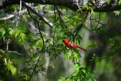 Bird perching on a branch