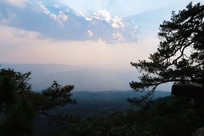 Scenic view of forest against sky