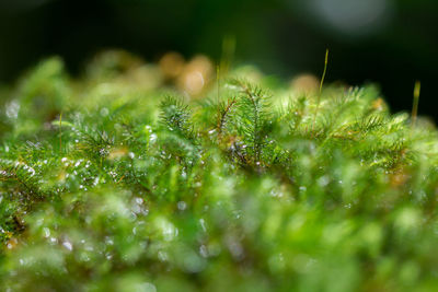 Close-up of green plant