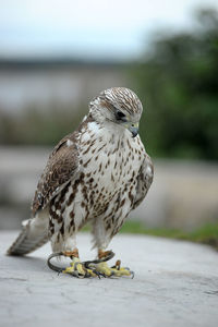 Close-up of owl perching outdoors