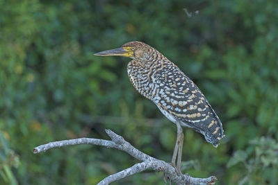 Rufescent tiger heron in a pantanal gallery tree in brazil