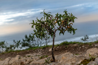 Close-up of plant growing on land against sky