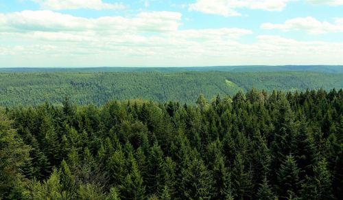 Scenic view of forest against sky