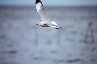 Seagull flying over sea