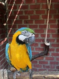 View of a bird perching on brick wall