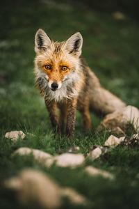 Portrait of fox standing on grassy field