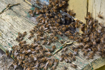 Close-up of bee on wood