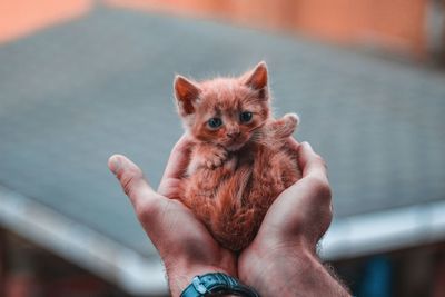 Midsection of person holding kitten