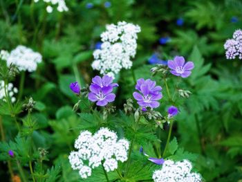 Close-up of purple flowering plants