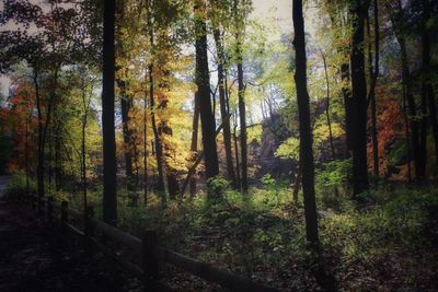 Trees in forest