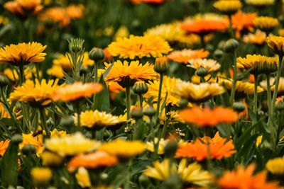 Close-up of yellow flowering plants on field