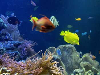 Close-up of fish swimming in sea