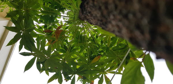 Low angle view of tree leaves