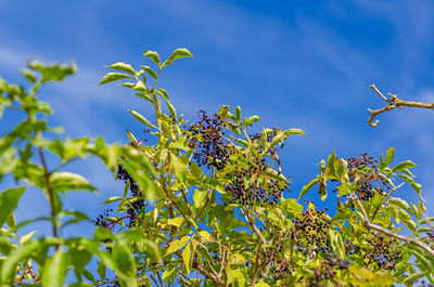 Bunch of black elderberries with green leaves. blue sky background. sunbeams.