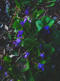 Close-up of purple flowers blooming outdoors