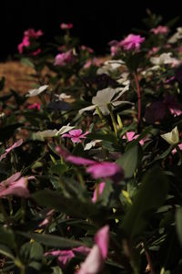 Close-up of pink flowering plants