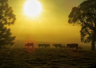 Horses grazing in a field