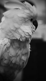 Close up of plant against blurred background