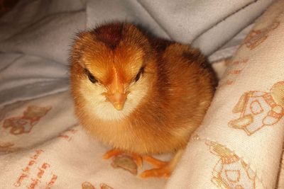 High angle view of kitten on bed