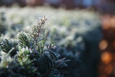 Close-up of pine tree