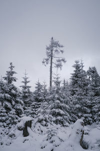 Trees on snow covered landscape