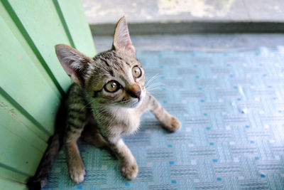 Portrait of tabby kitten