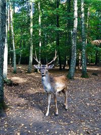 Deer in a forest