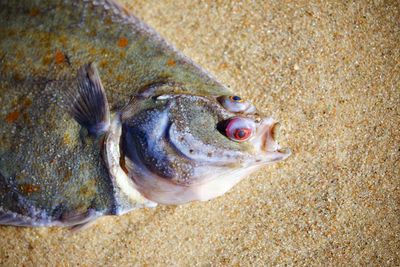 Close-up of fish on beach